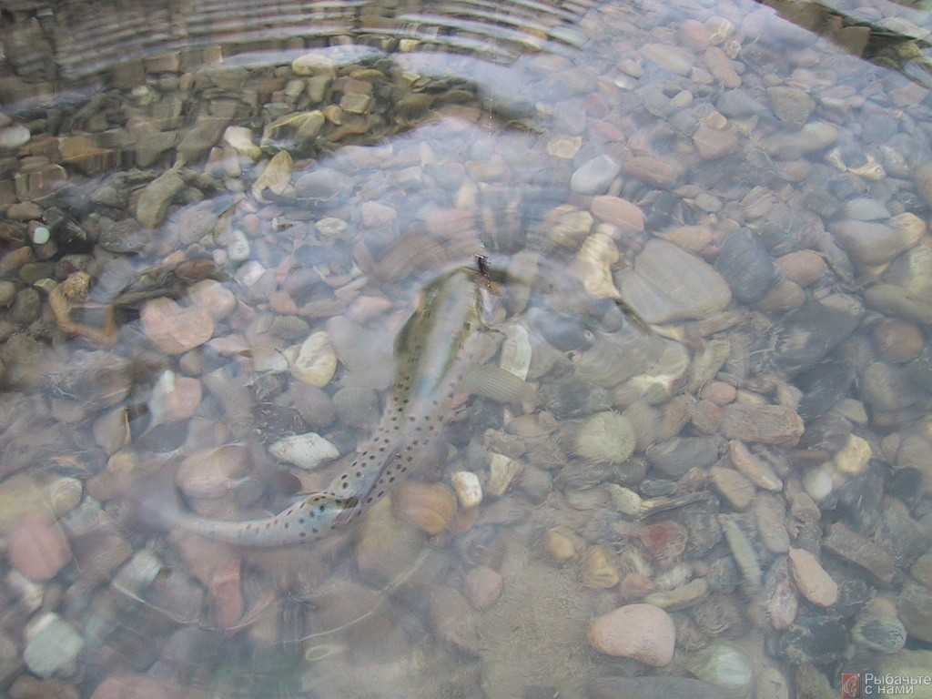 рыба в сочинской реке
